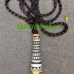 Hand Painted Terracotta Kolke.